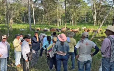 Comunidades antioqueñas le apuestan a la implementación de sistemas de ganadería regenerativa