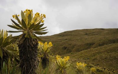 5.000 frailejones fueron rescatados con este proyecto