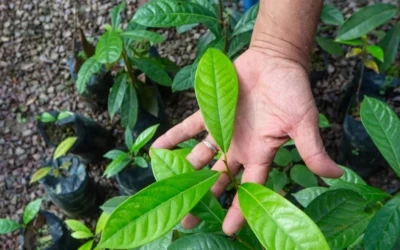 Bioeconomía y desarrollo sostenible: cómo se está redefiniendo la forma de producir riqueza 