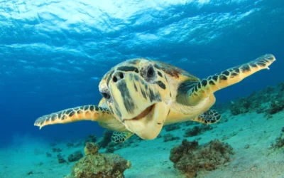 ¡Somos biodiversidad! Un llamado que involucra el ser y sentirse humano