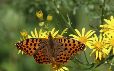 Colombia, país anfitrión de la COP16: importancia y retos