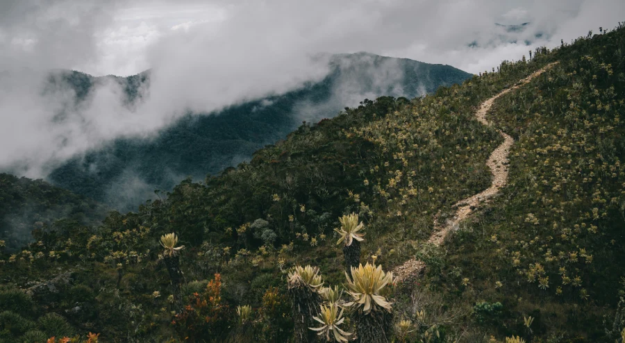 Siembra conciencia ambiental