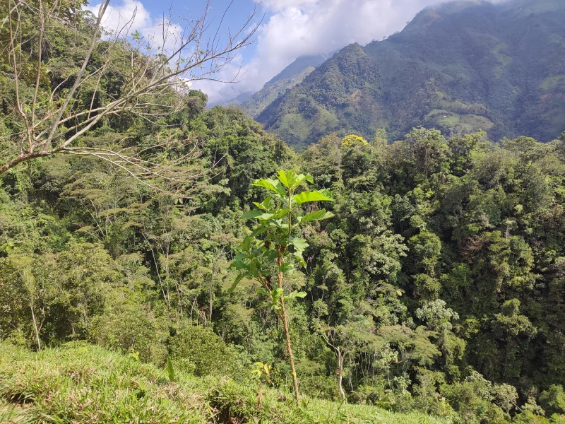 restaurando territorios cornare Siembra conciencia ambiental