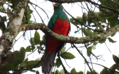 Guardacuencas: Guardianes de la biodiversidad y el agua en Medellín 