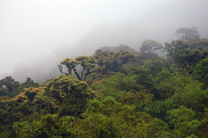 bosque alto andino miguel vanegas Siembra conciencia ambiental