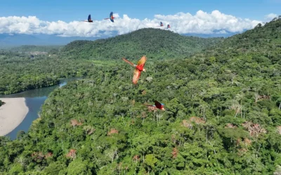 Bosques tropicales: cuatro preguntas para acercarnos a estos pilares de la vida en la Tierra. 
