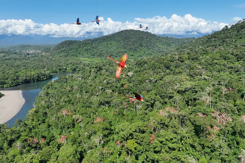 bosque amazonas rhett-ayers-butler 2 Siembra conciencia ambiental