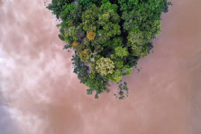 bosque amazonas rhett-ayers-butler Siembra conciencia ambiental