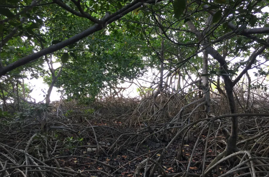 manglares en el uraba antioqueno Siembra conciencia ambiental