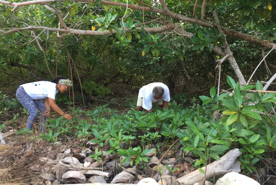 siembra de manglar uraba Siembra conciencia ambiental