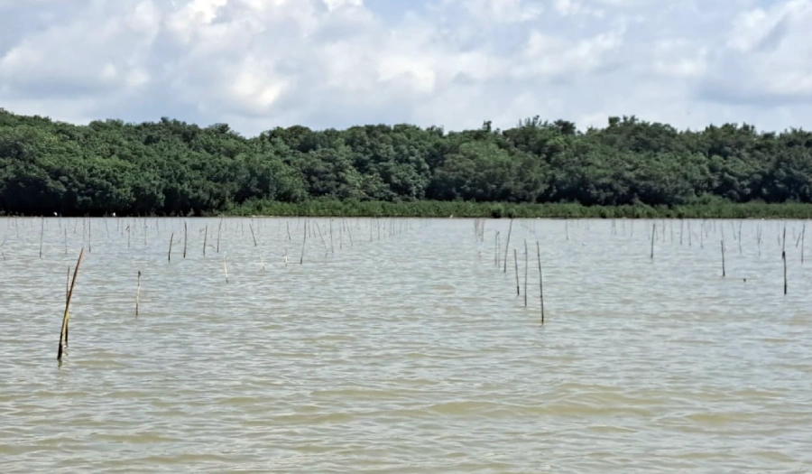 siembra mangle uraba antioquia Siembra conciencia ambiental