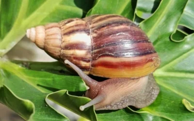 El caracol gigante africano en Colombia: una amenaza invasora que exige acción articulada
