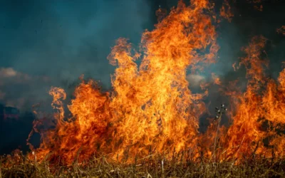 Cuando el fuego llega al territorio, cuidar sus conexiones importa