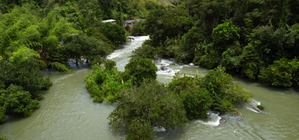 bosque san carlos antioquia